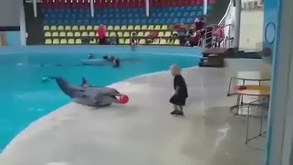 Yunus balığı küçük çocukla top oynadı