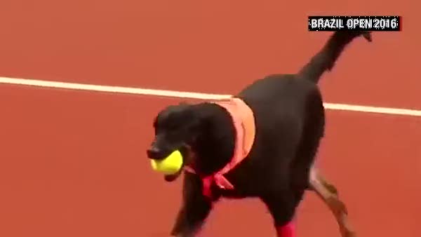 Tenis maçında köpekler top topladı