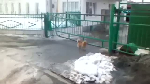 Otoparkın giriş kapısını açıp kapatan köpek!