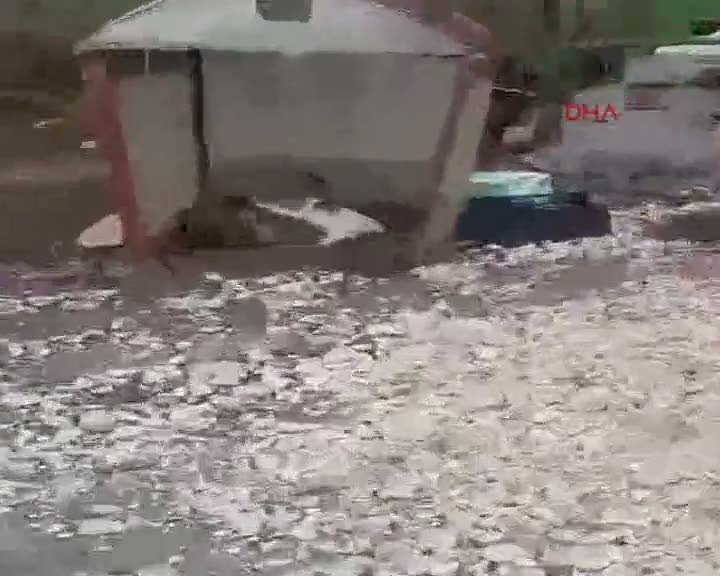 Kedi ve köpeğin dostluğu şaşırtıyor
