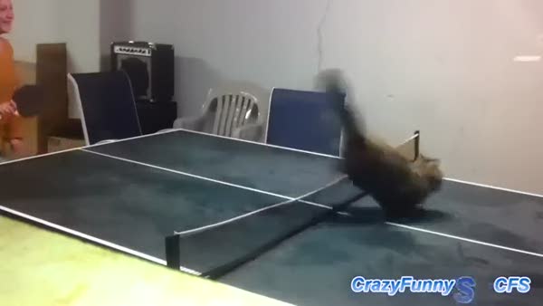 Kedilerle masa tenisi oynamak