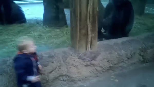 Küçük çocuk yavru gorille saklambaç oynadı