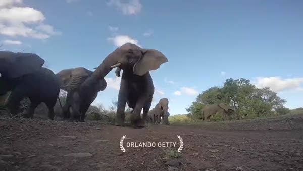 Yerde bulduğu kamerayla selfie çeken meraklı fil