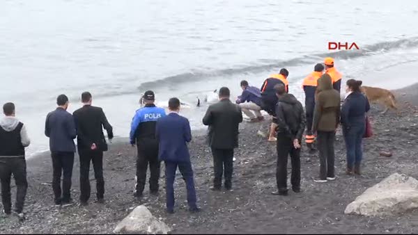 Zonguldak'ın Kozlu İlçesi'nde 3 ölü yunus sahile vurdu
