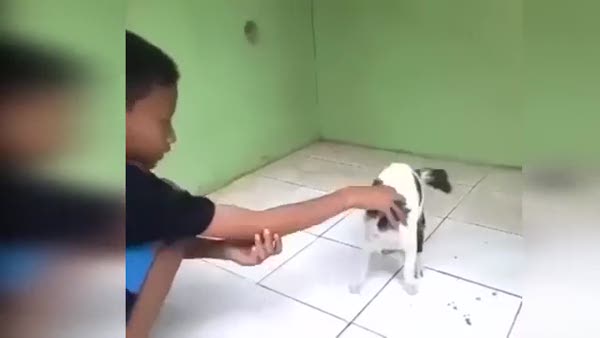 Kediyi kızdıran çocuk dersini aldı!