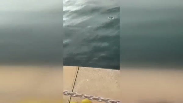Denize düşen köpeği itfaiye kurtardı