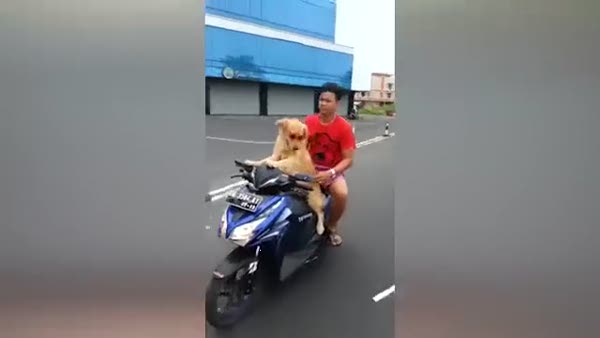 Motosiklet kullanan köpekle trafiğe çıktı!