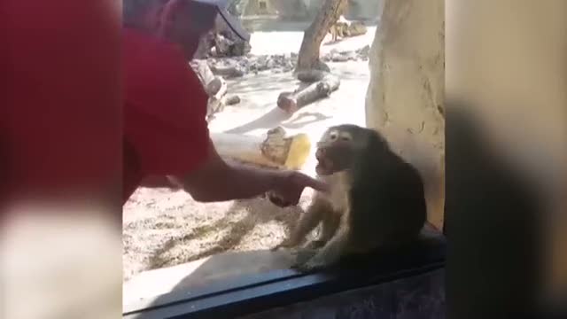 Babunun sihirbazlık gösterisi karşısında verdiği tepki