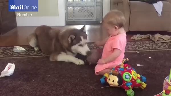 Sevimli bebeğin köpekle oyunu