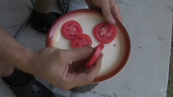 Pratik domates fidesi yetiştirme yöntemi