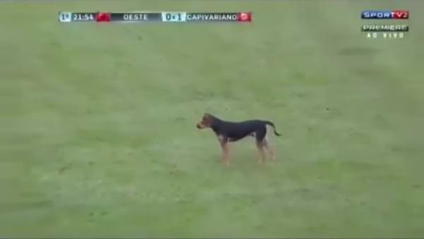 Maçın ortasında sahaya giren köpek maçı durdurdu