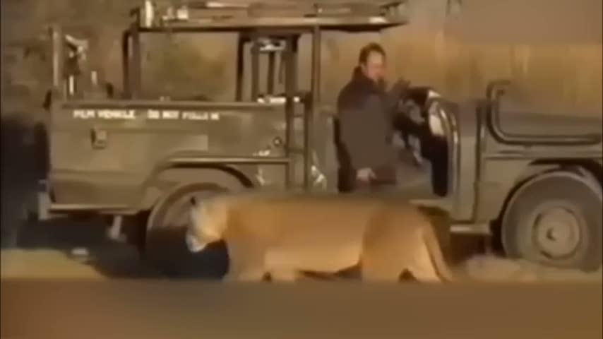 Gelen aslanı geç fark edince...