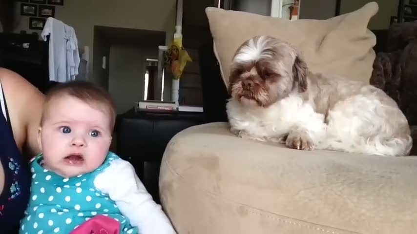 Ağlayan bebeği susturan köpek