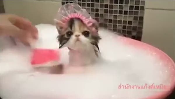 Tatlı kedinin banyo keyfi!
