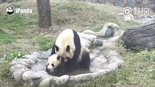 Yavrusuna banyo yaptırmak isteyen anne panda