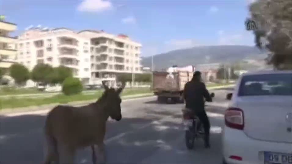 Eşeğe motosikletli eziyet!