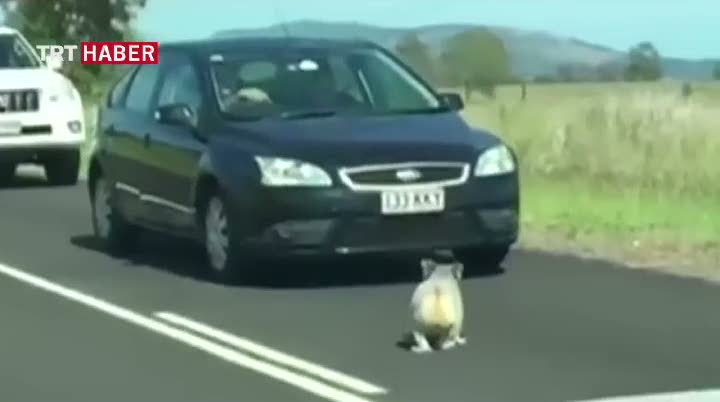 Şaşkın koala trafiği felç etti