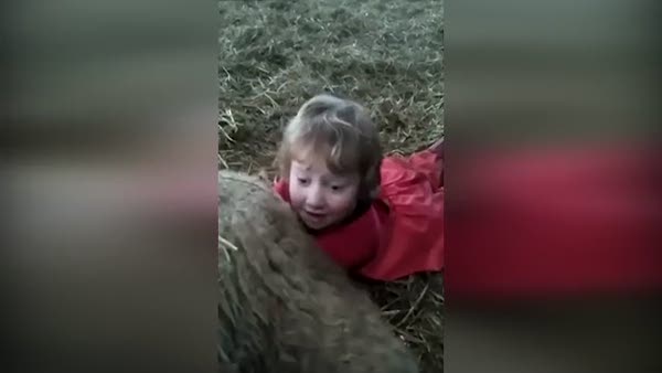 Üç yaşındaki çocuk kuzu doğurttu