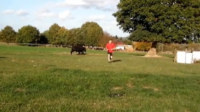 Kırmızı giyip boğanın yanına gidince ne olur?