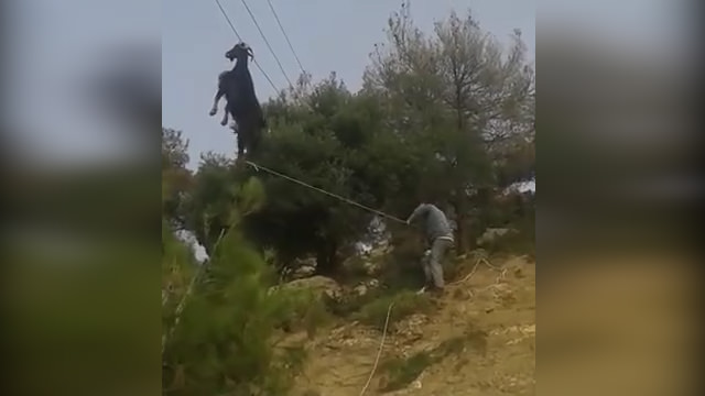 Meraklı keçi telefon tellerine asılı kaldı