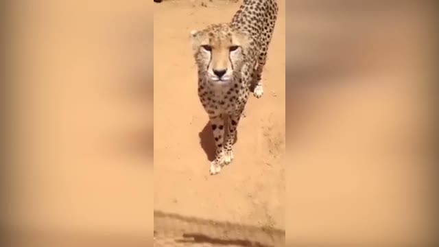 Kedi gibi miyavlayan çita