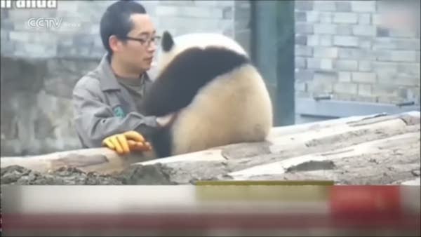 Selfie çektirmek için can atan panda