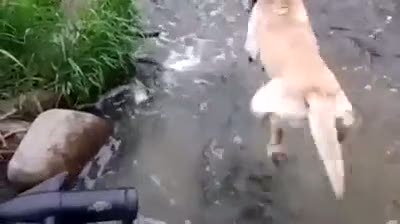 Burada sudan çok balık var