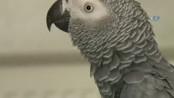 Sur'da psikolojisi bozulan papağan iyileşiyor