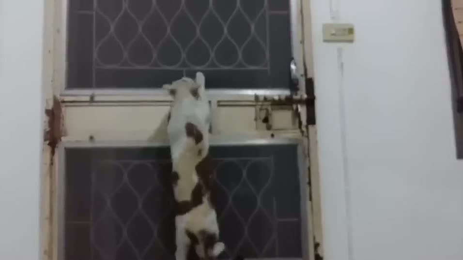 Bu kedi örümcek adama özeniyor