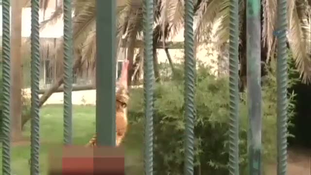 Hayvanat bahçesinde kaplan dehşeti