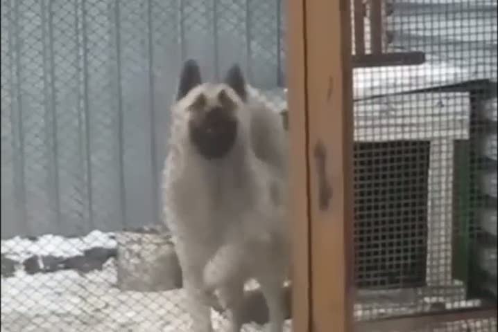 Dans eden köpek güldürüyor