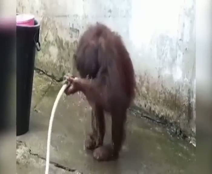 Yıkanan maymun izleyenleri şaşırttı