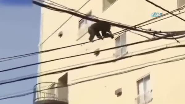 Firari şempanze elektrik tellerinde yakalandı