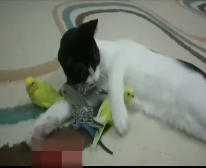 Kedi ve muhabbet kuşlarının şaşırtan dostluğu!