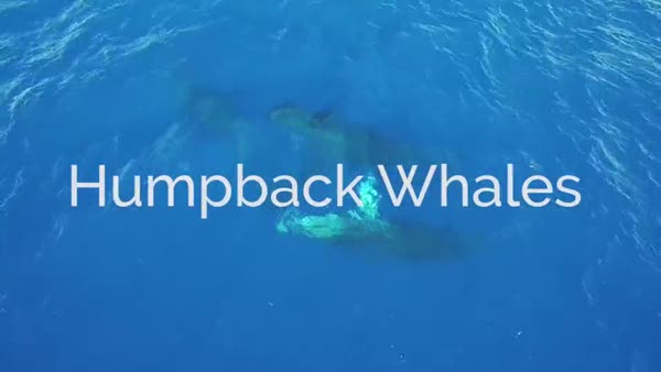 Kambur balinaların hawii'deki harika görsel şovu