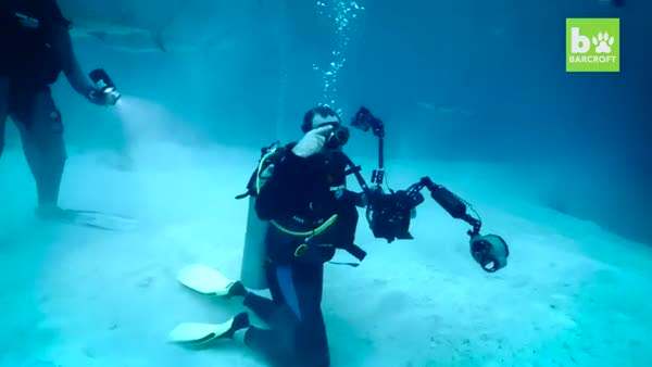 Su altında köpek balıklarıyla fotoğraf çekimi