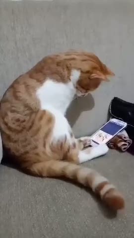 Arabesk dinleyen kedi