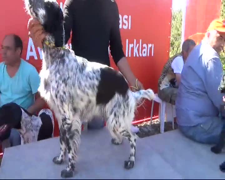 Av köpekleri birincilik için yarıştı