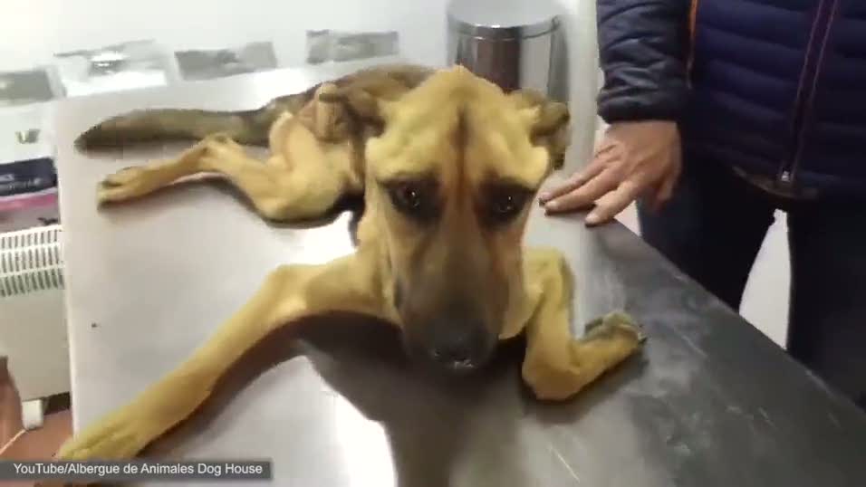 Zavallı köpek bu halde bulundu