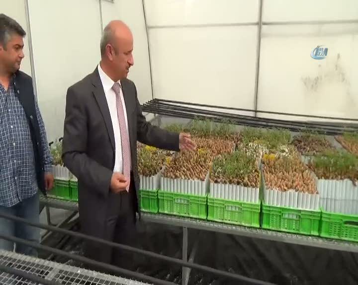 Kilosu 1000 TL'ye satılan mantar yetiştirilecek