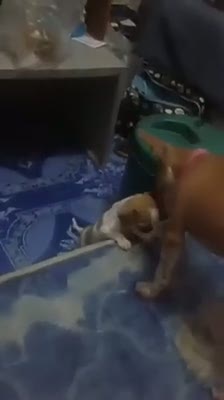 Yavrusunun yatağa tırmanmasına yardım eden köpek