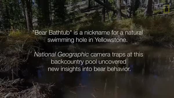 Gizli kameraya yakalanan ayıların banyo keyfi