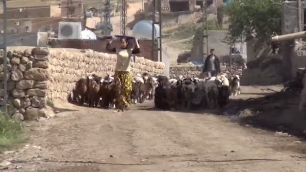 15 günde 250 koyunu telef olan köylüler şokta
