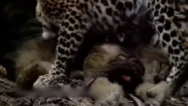 Leopar ile yavru maymunun videosu izlenme rekorları kırıyor!