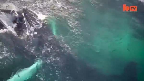 Kambur balinaların beslenme anları