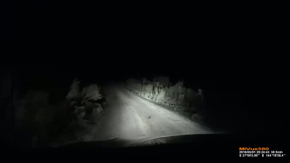 Gece karanlığında yola çıkan kanguru aracın üzerine atladı