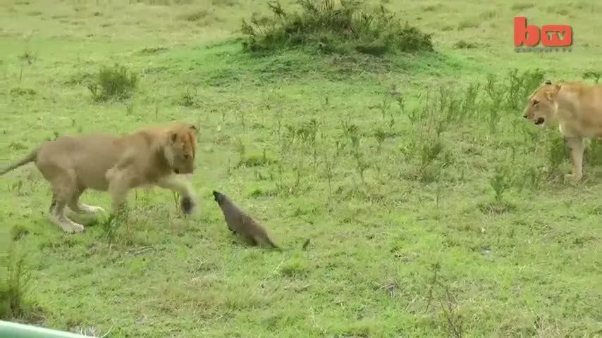 Aslan sürüsüne şok geçirten gelincik