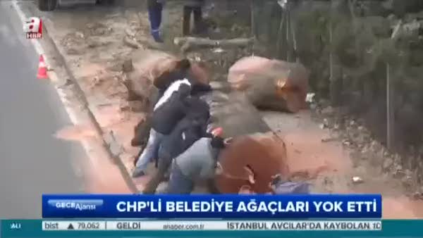 CHP'li belediyeden ağaç katliamı