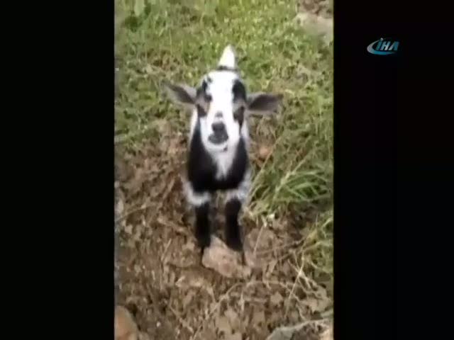 Poz veren keçi şaşırtıyor!