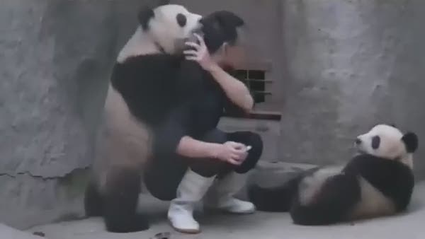 İlaç içmek istemeyen panda!
